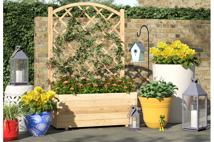 What Is a Trellis? Wayfair Canada